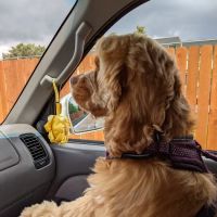 Evergreen Animal Hospital ico