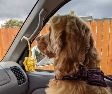 Evergreen Animal Hospital