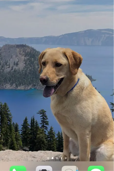 MedVet Vancouver Picture 9