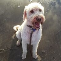 Animal Medical ico