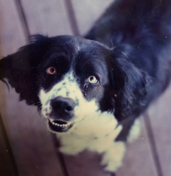 Animal Medical Picture 8