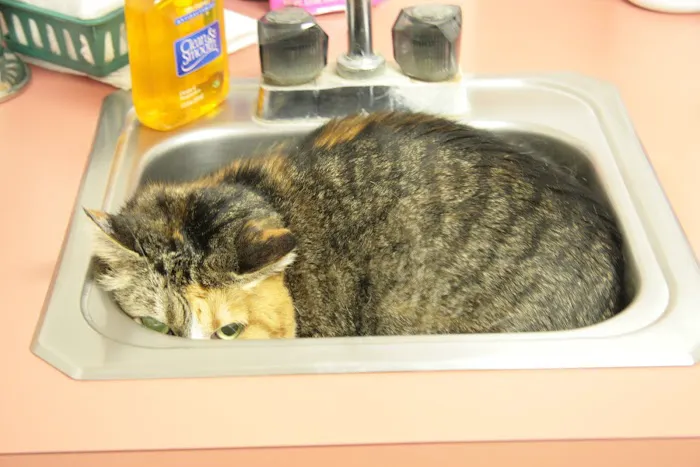 Columbia Veterinary Center: Cleveland Tammy R DVM Picture 1