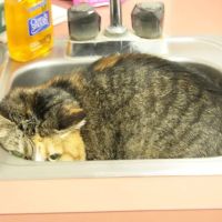 Columbia Veterinary Center: Cleveland Tammy R DVM ico