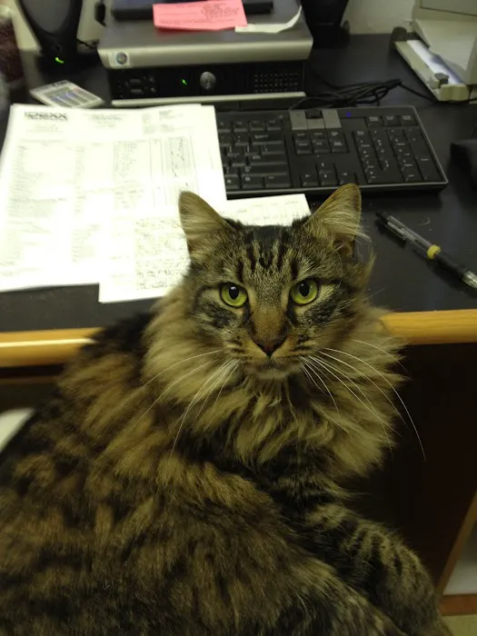 Columbia Veterinary Center: Cleveland Tammy R DVM Picture 2