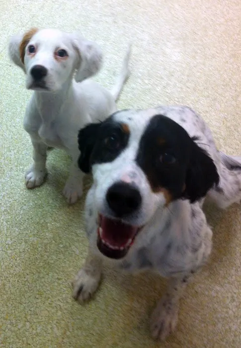 Columbia Veterinary Center: Cleveland Tammy R DVM Picture 6