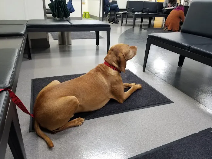 VCA Hood View Animal Hospital Picture 9