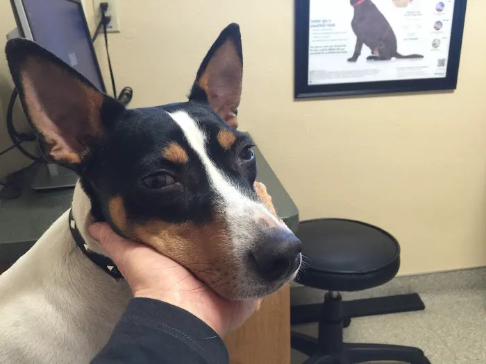 VCA Northwest Veterinary Specialists Picture 4