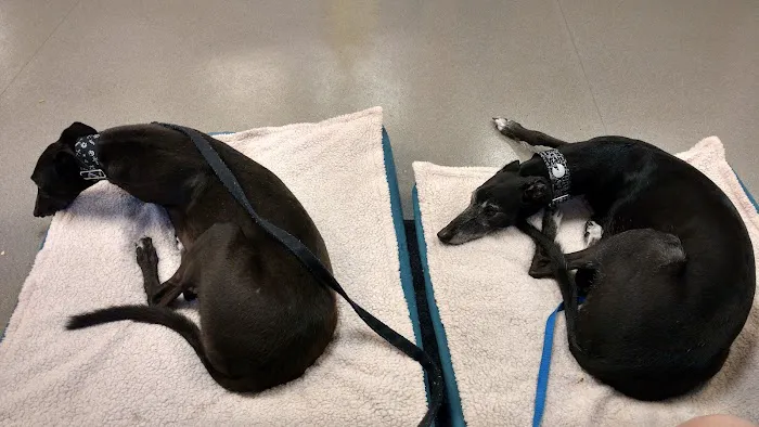 VCA Northwest Veterinary Specialists Picture 7