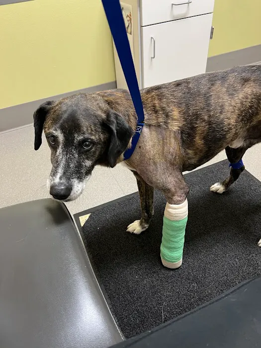 VCA Northwest Veterinary Specialists Picture 8