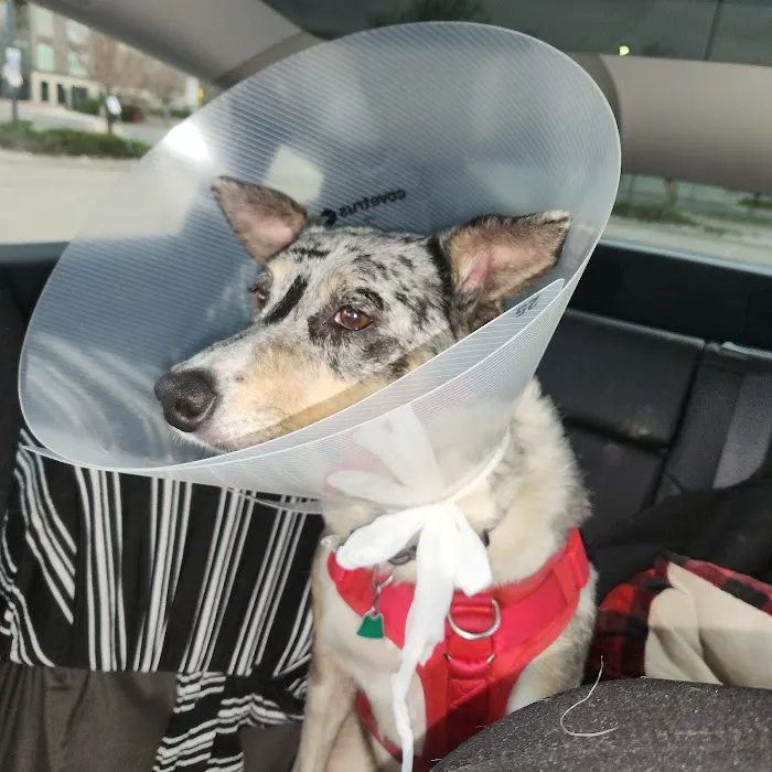 VRCC Veterinary Specialty and Emergency Hospital Picture 7