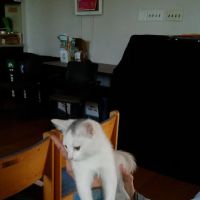 Peace, Love & Paws ico