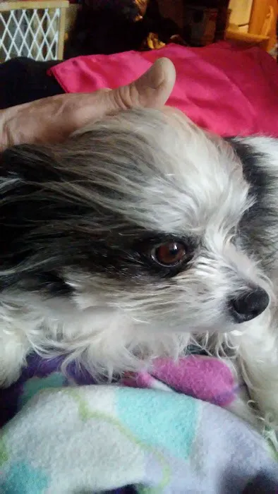 Peace, Love & Paws Picture 7