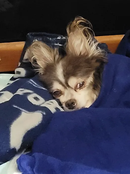 Peace, Love & Paws Picture 9