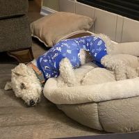 Brentwood Animal Hospital ico