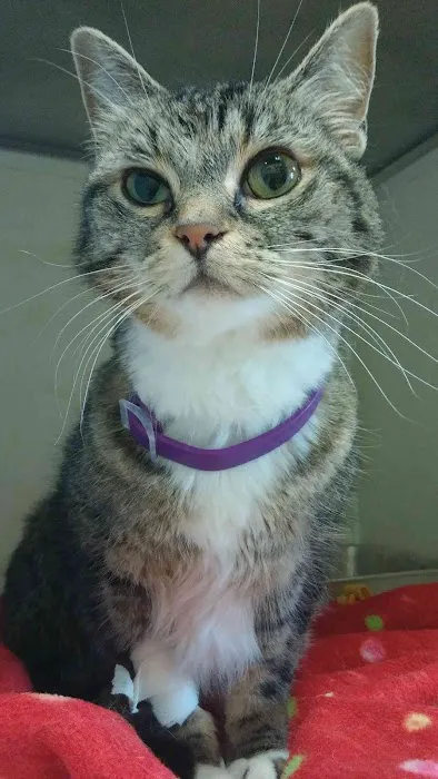 Bear Valley Veterinary Care Center Picture 1