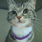 Bear Valley Veterinary Care Center