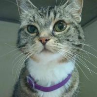 Bear Valley Veterinary Care Center ico