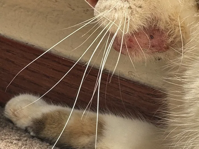 Bear Valley Veterinary Care Center Picture 9