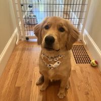 Cascade Summit Animal Hospital ico