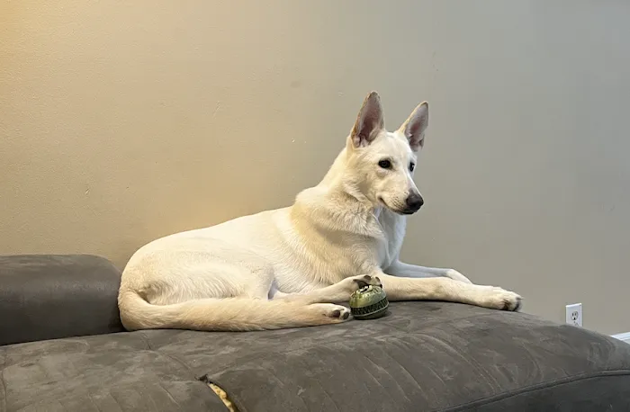 Cascade Summit Animal Hospital Picture 9