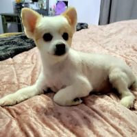 Heart of Oregon Veterinary Cardiology ico