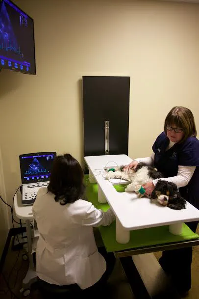 Heart of Oregon Veterinary Cardiology Picture 8