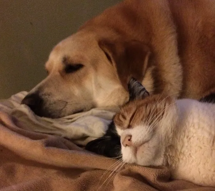 Good Neighbor Vet Picture 6
