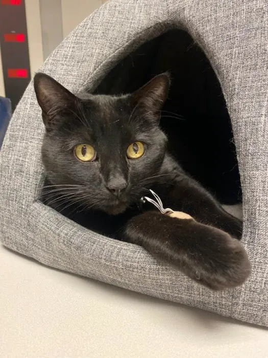 VCA Thornton Animal Hospital Picture 2