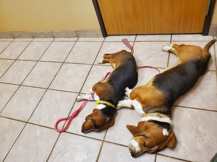 VCA Thornton Animal Hospital Picture 6