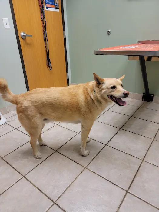 VCA Thornton Animal Hospital Picture 8
