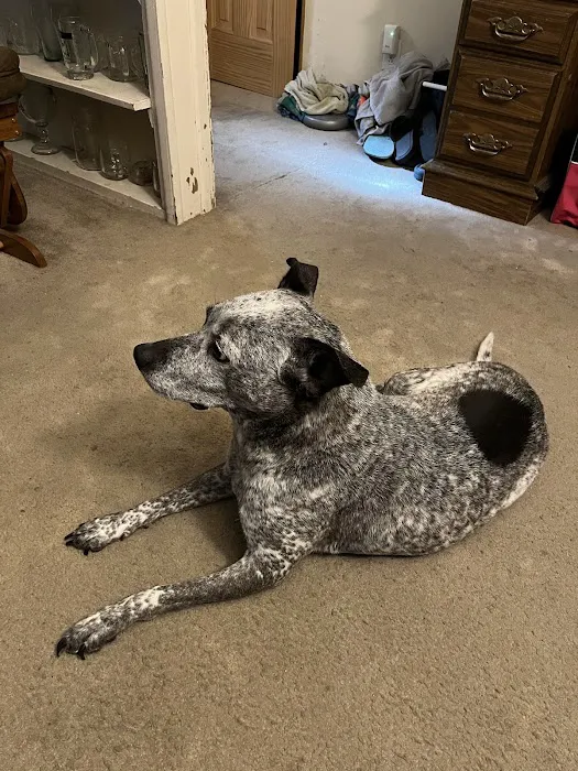 CityVet | Westminster Veterinary Clinic & Urgent Care Picture 2