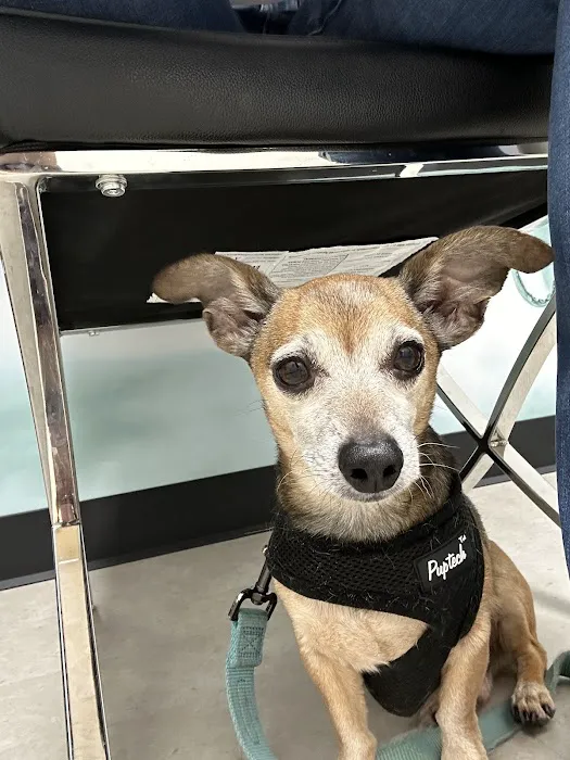 CityVet | Westminster Veterinary Clinic & Urgent Care Picture 1