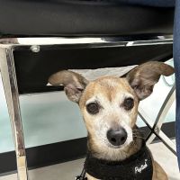 CityVet | Westminster Veterinary Clinic & Urgent Care ico