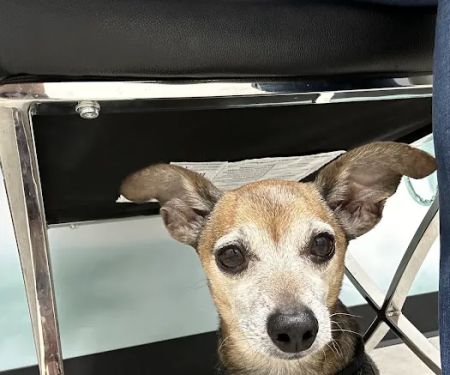 CityVet | Westminster Veterinary Clinic & Urgent Care