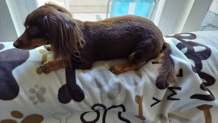 CityVet | Westminster Veterinary Clinic & Urgent Care Picture 4