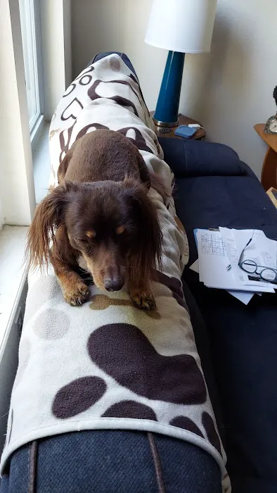 CityVet | Westminster Veterinary Clinic & Urgent Care Picture 5