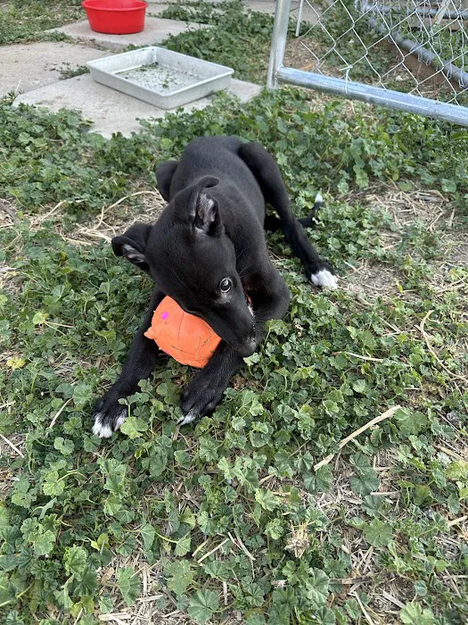 CityVet | Westminster Veterinary Clinic & Urgent Care Picture 6