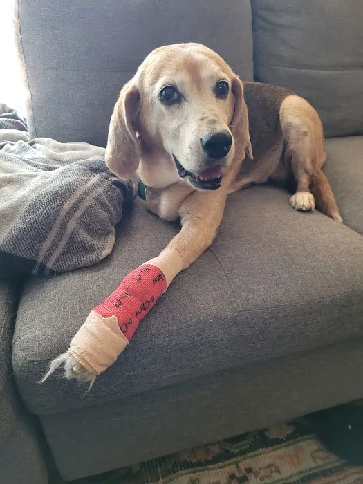 CityVet | Westminster Veterinary Clinic & Urgent Care Picture 10