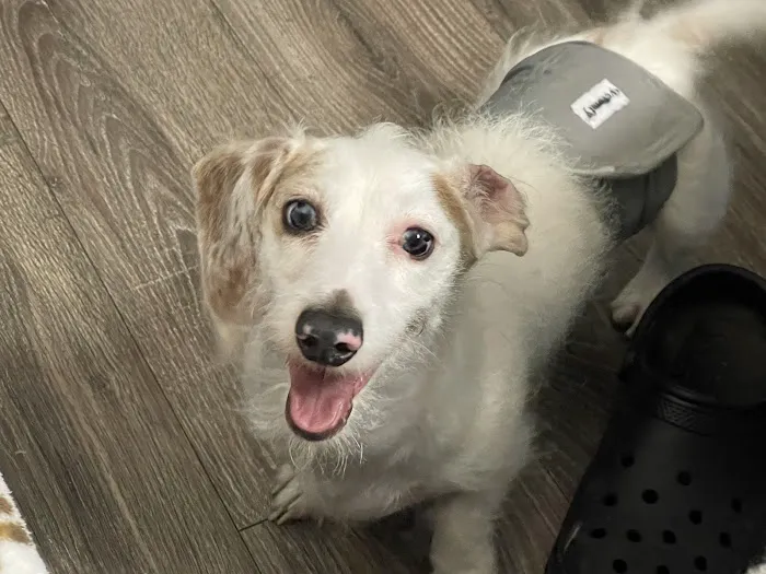 Adams County Animal Hospital Picture 7