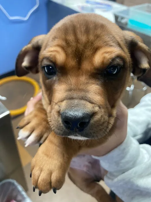 Monarch Animal Health Center Picture 1
