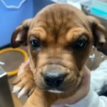 Monarch Animal Health Center