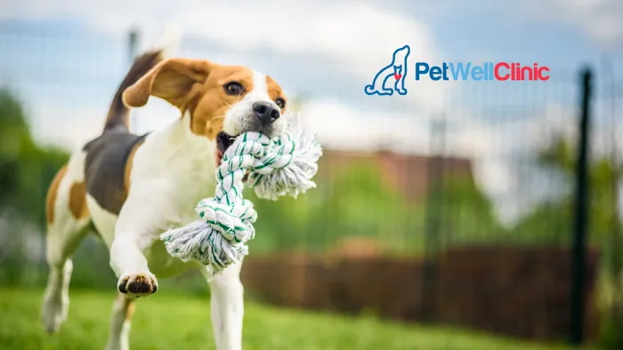 PetWellClinic - Arvada Picture 3