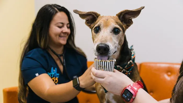 PetVet365 Pet Hospital Denver/Westminster Picture 2
