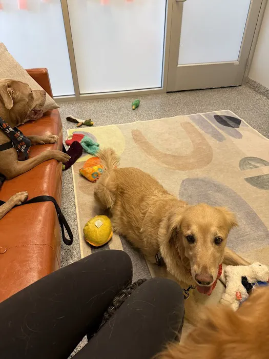 PetVet365 Pet Hospital Denver/Westminster Picture 3