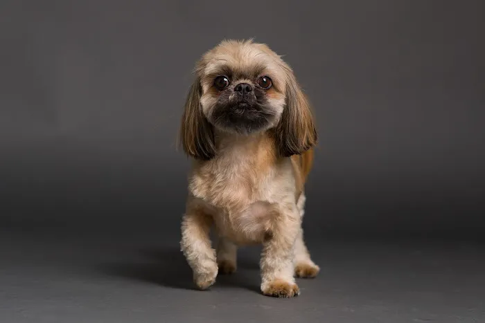 PetVet365 Pet Hospital Denver/Westminster Picture 6