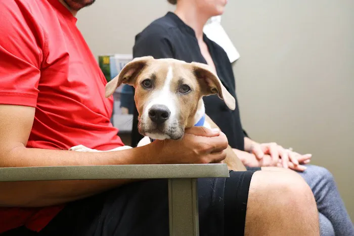 Indian Tree Animal Hospital Picture 6