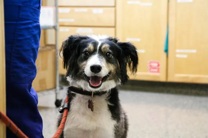 Indian Tree Animal Hospital Picture 8