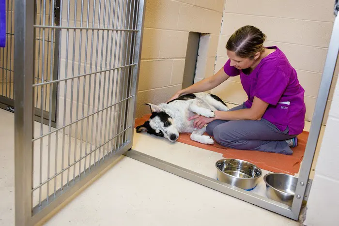 Indian Tree Animal Hospital Picture 10