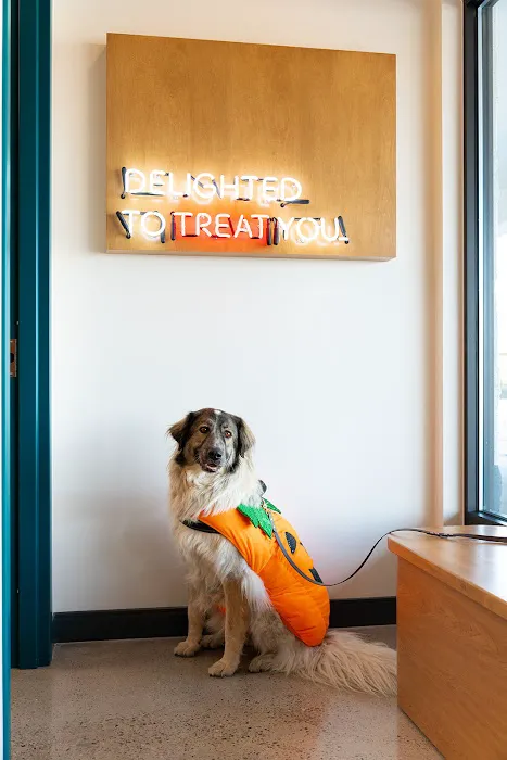 Sploot Veterinary Care - Arvada Picture 2