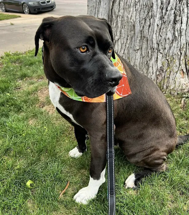 Sploot Veterinary Care - Arvada Picture 8